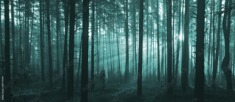 Obraz premium Sunrise in forest