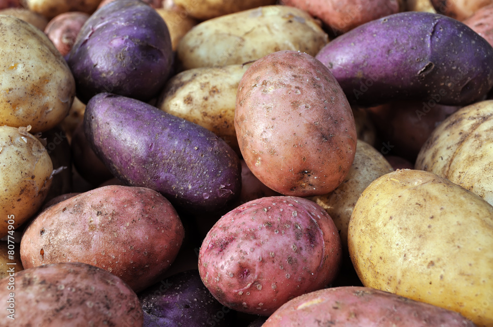 different potatoes after the harvesting different potatoes after the harvesting