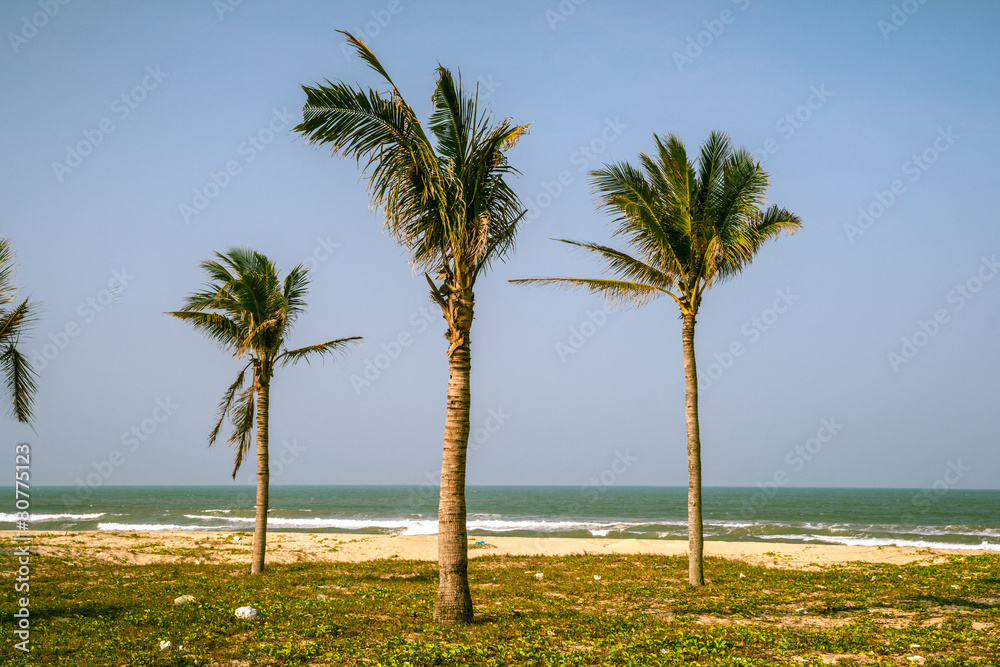 Fototapeta premium Palms against blue sky