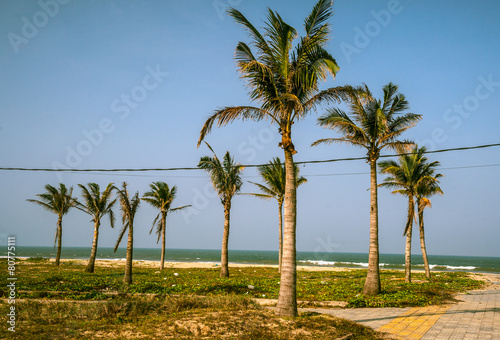 Wallpaper Mural Palms against blue sky Torontodigital.ca