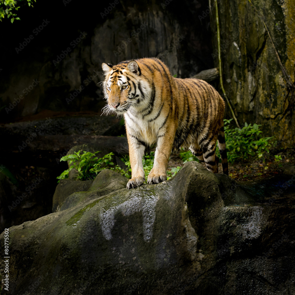Fototapeta premium Tiger