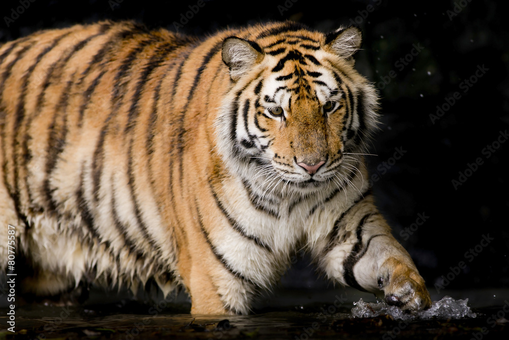 Naklejka premium Portrait of tiger