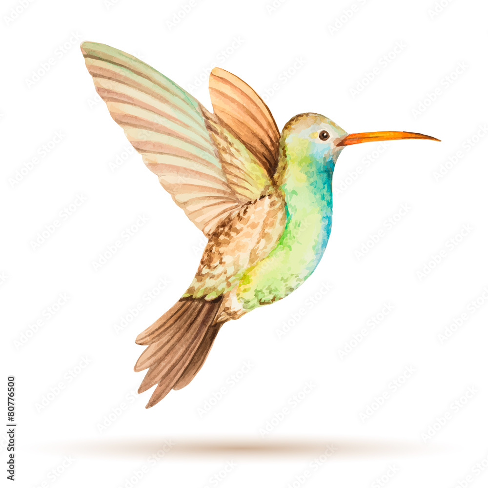 Obraz premium Hummingbird