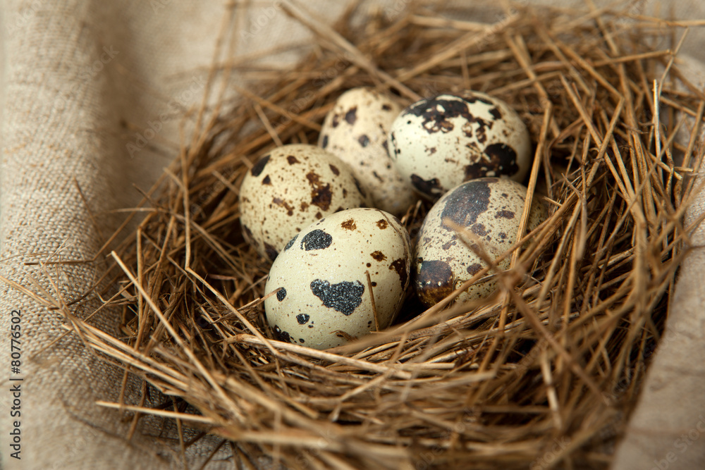 Eggs Eggs