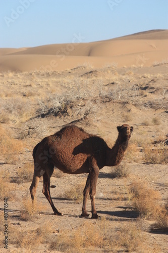 dromadaires en Iran