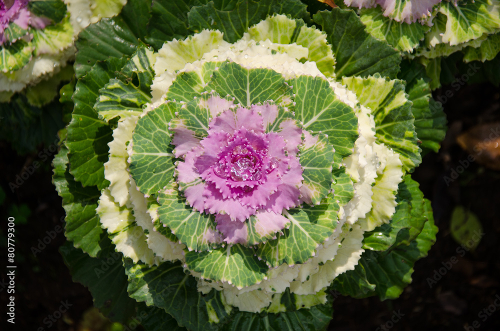 Obraz premium A flower of green and purple cabbage to decorate the garden