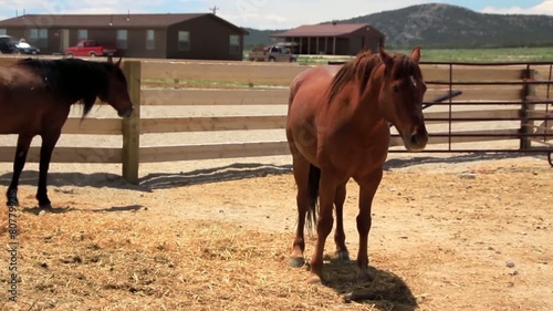 Mustangs at the Ranch