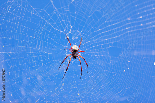 toile d'araignée géante, île Rodrigues © Unclesam