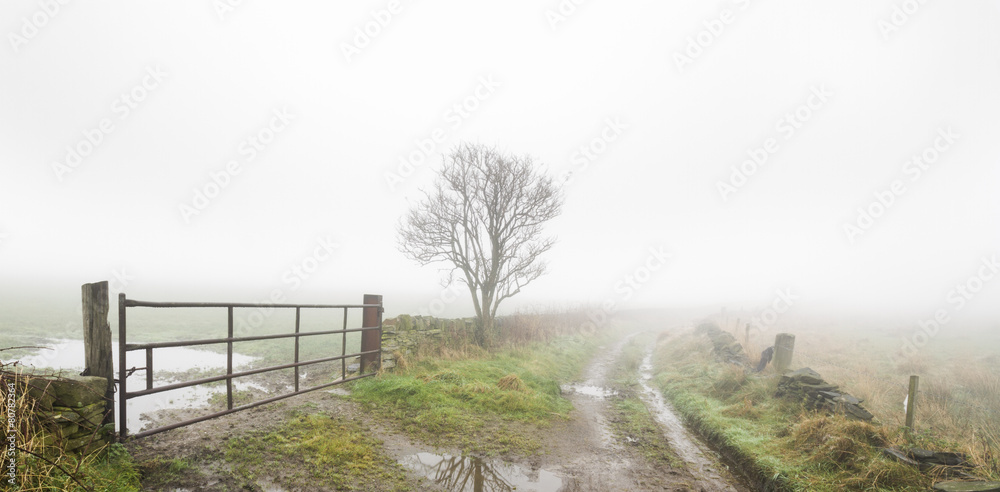 Fototapeta premium Thick fog on a country lane