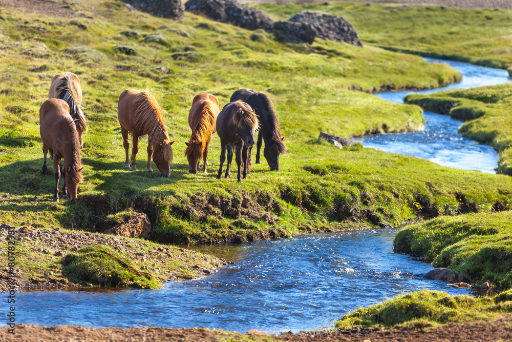 Fototapeta premium Horses in a green field of grass at Iceland Rural landscape