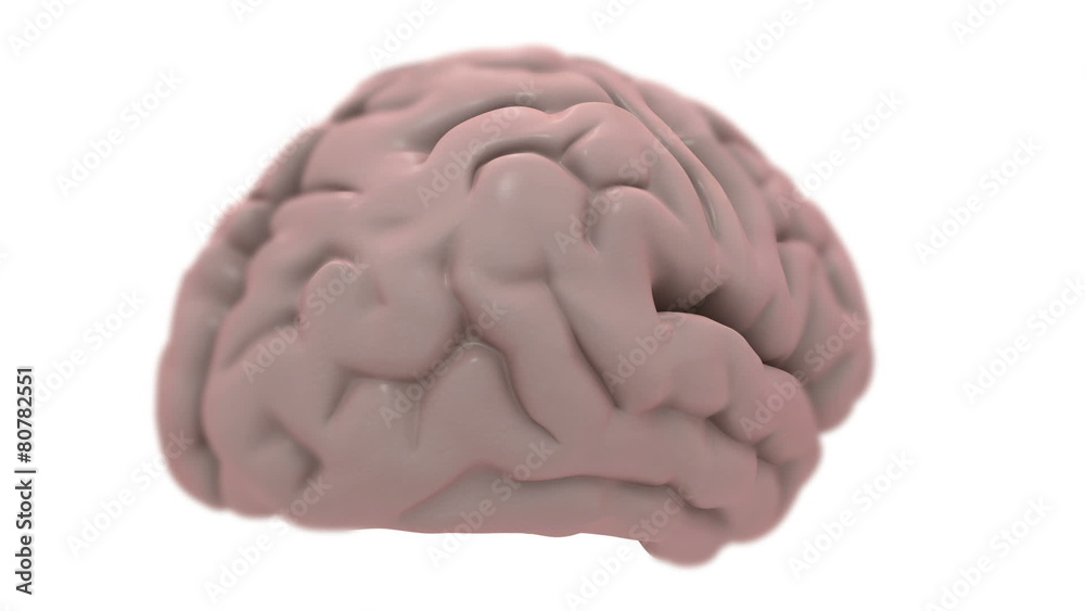 Brain, isolated on white, loops. Brain, isolated on white, loops.