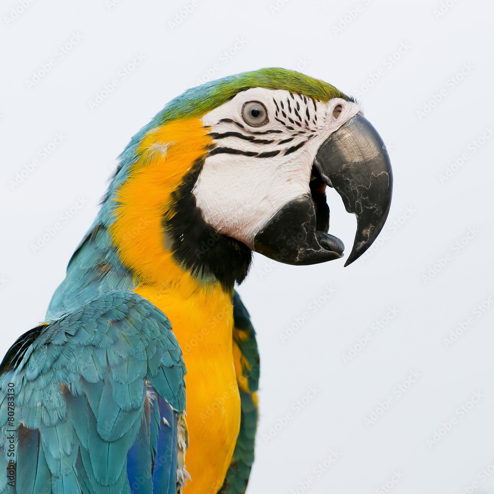 Fototapeta premium Blue-and-Yellow Macaw (Ara ararauna), also known as the Blue-and
