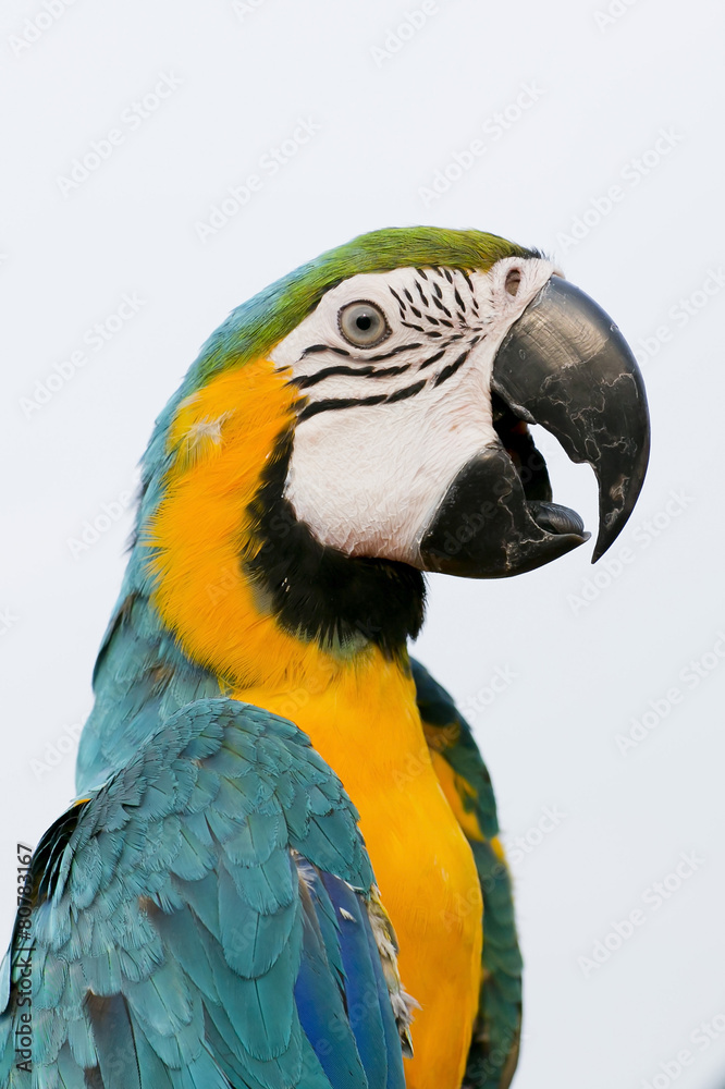 Blue-and-Yellow Macaw (Ara ararauna), also known as the Blue-and