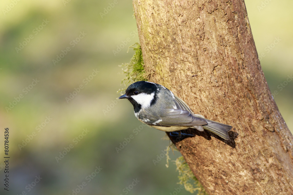 Obraz premium Coal Tit (Periparus ater)