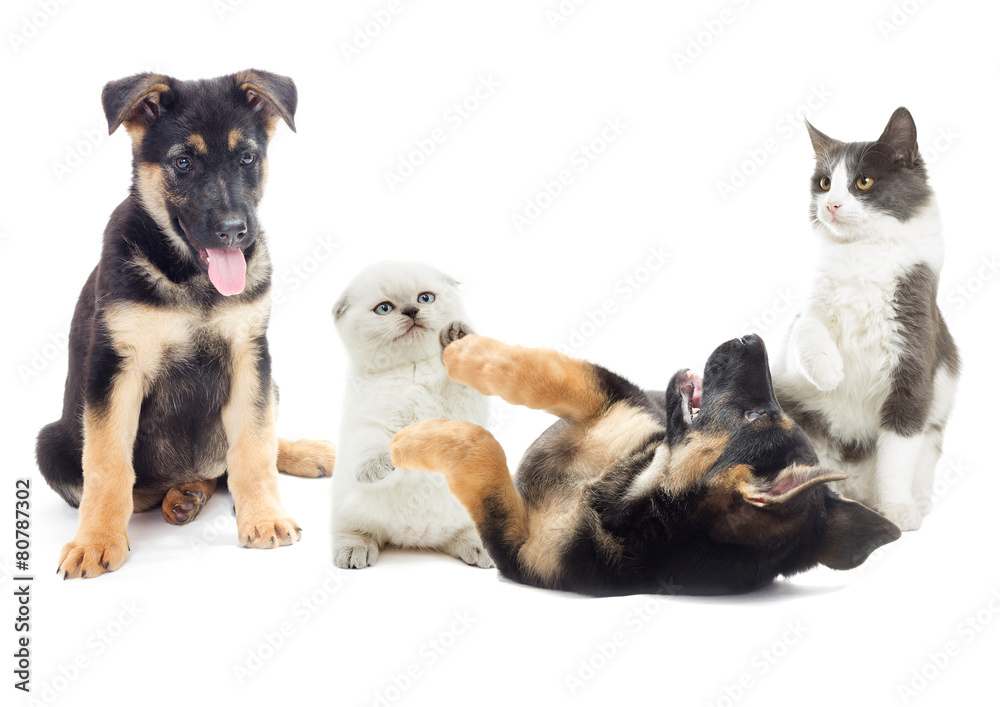 Fototapeta premium kitten and puppy playing