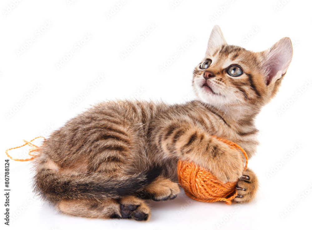 Obraz premium playful tabby kitten