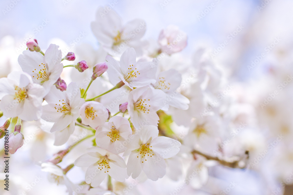 Cherry Blossoms in Japan