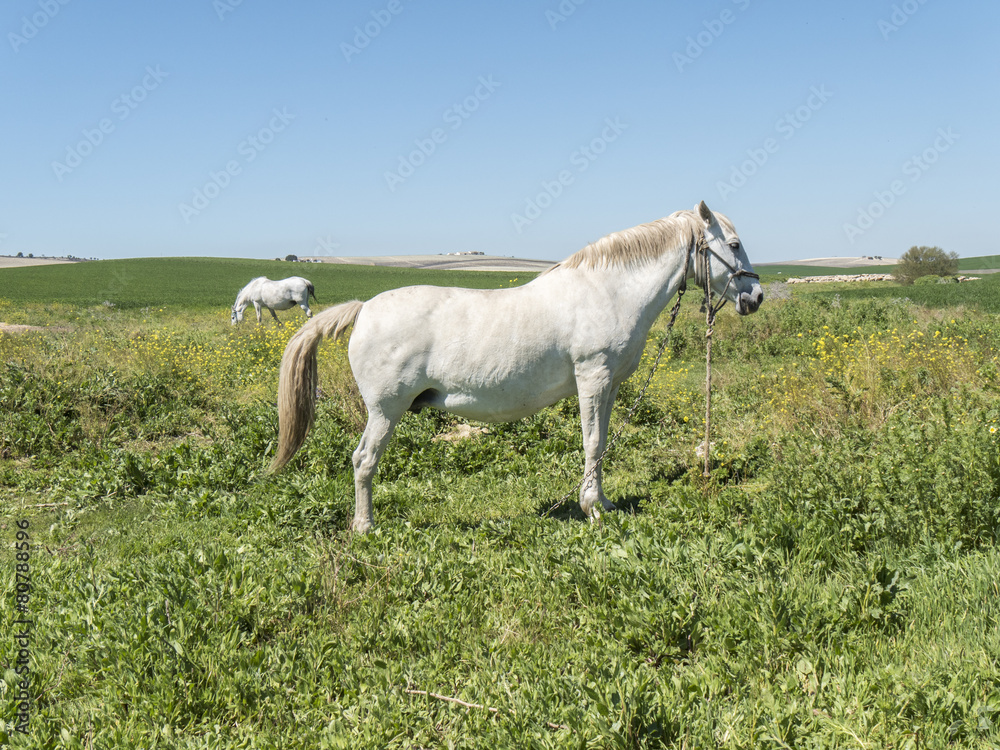 White horses in field in sunny day