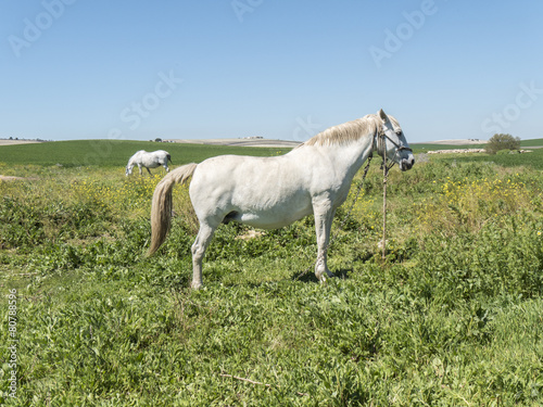 White horses in field in sunny day