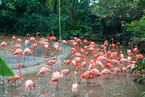 Flamingo birds in the pond