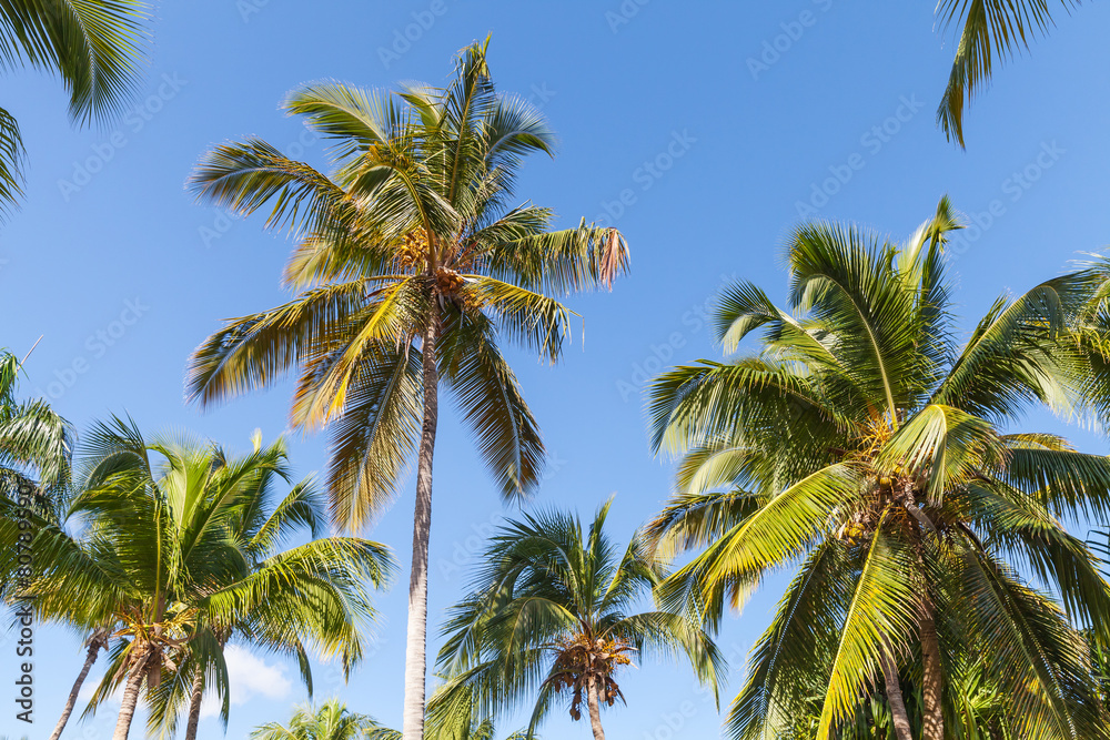 Forest of coconut palm trees over blue sky background Forest of coconut palm trees over blue sky background