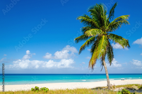 Fototapeta Naklejka Na Ścianę i Meble -  Exotic beach with beautiful high palm tree, Caribbean Islands