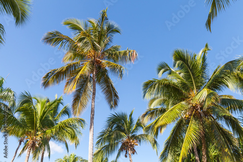 Wallpaper Mural Forest of coconut palm trees over blue sky background Torontodigital.ca