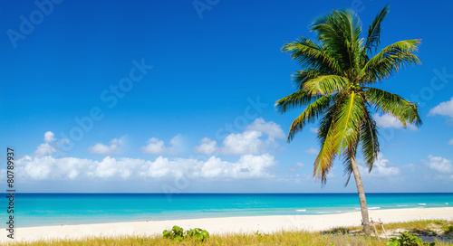Fototapeta Naklejka Na Ścianę i Meble -  Beach with beautiful high palm tree, Caribbean Islands