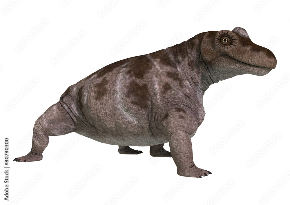 Dinosaur Keratocephalus Dinosaur Keratocephalus