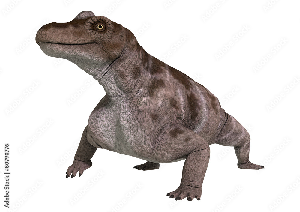 Fototapeta premium Dinosaur Keratocephalus