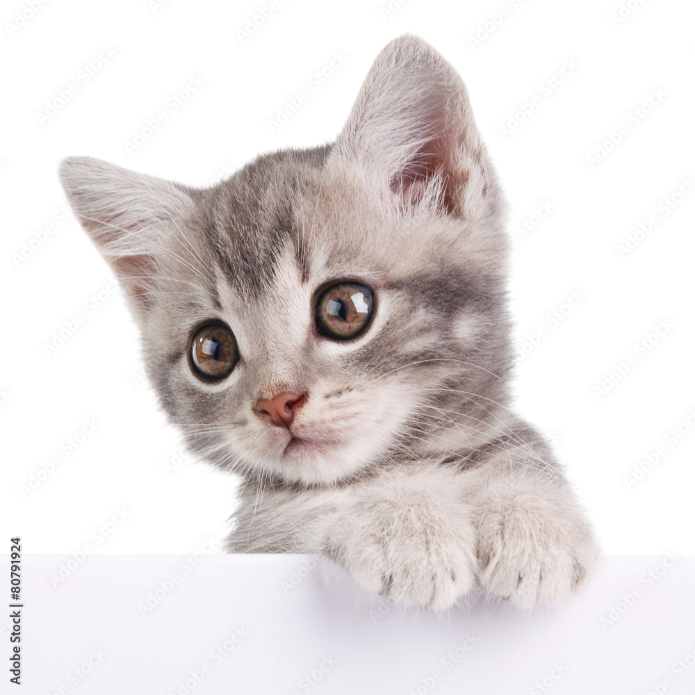 Obraz premium gray cat with white board