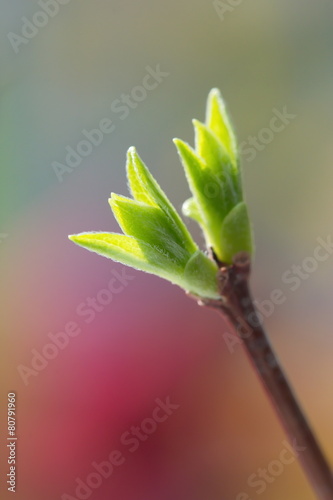 Branch with young leaves in spring