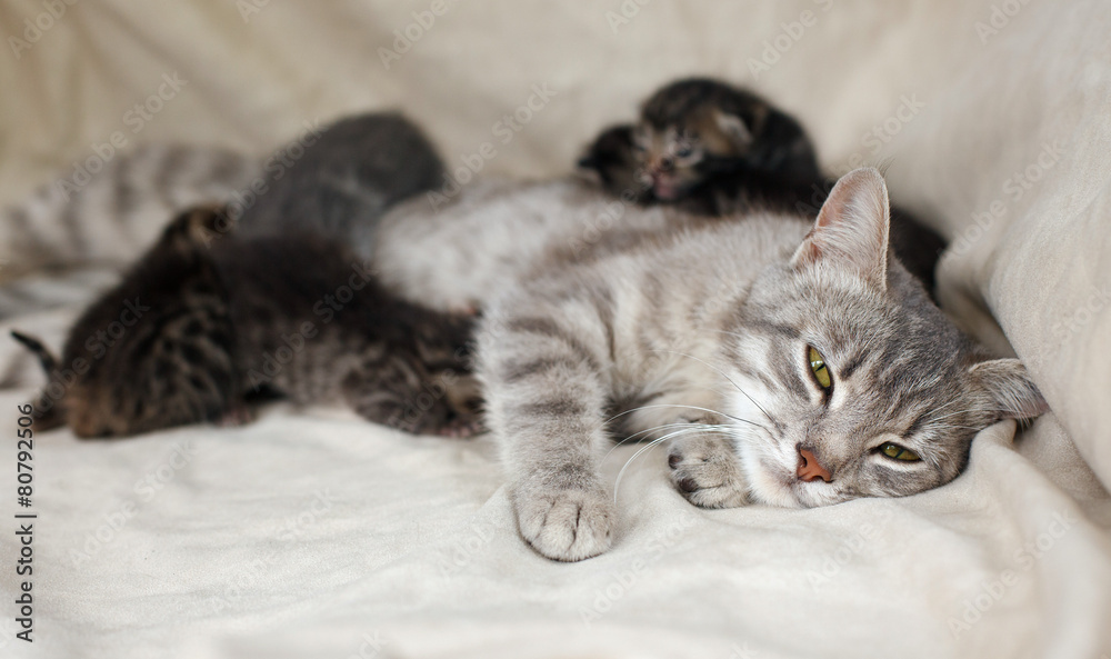 mother cat feeding kittens