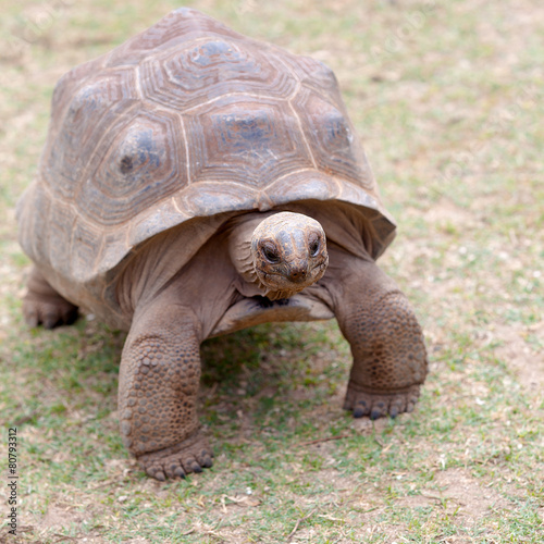 tortue géante d'Aldabra, île Rodrigues, Maurice