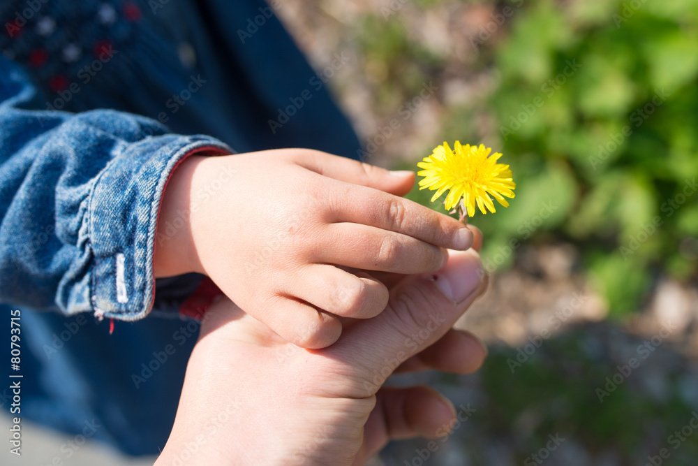 タンポポの花を手渡す親子の手 タンポポの花を手渡す親子の手