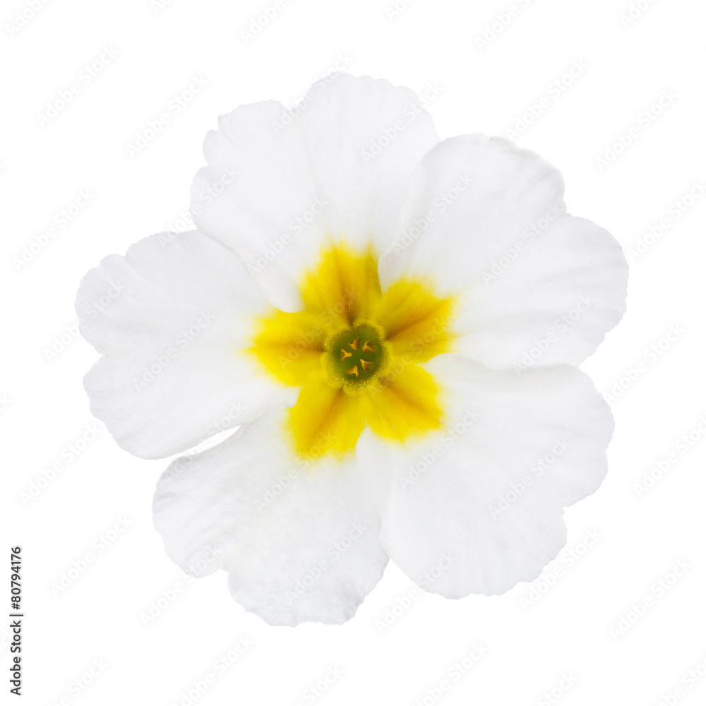 Obraz premium Biała Primula