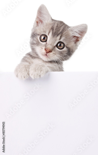 gray cat with white board