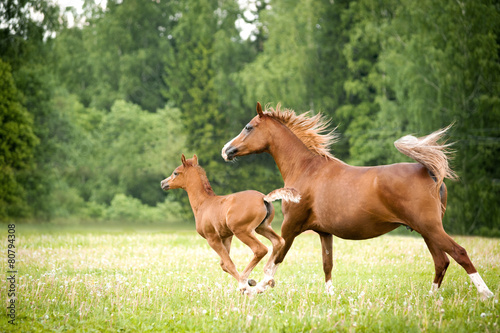 arabian foal with mare