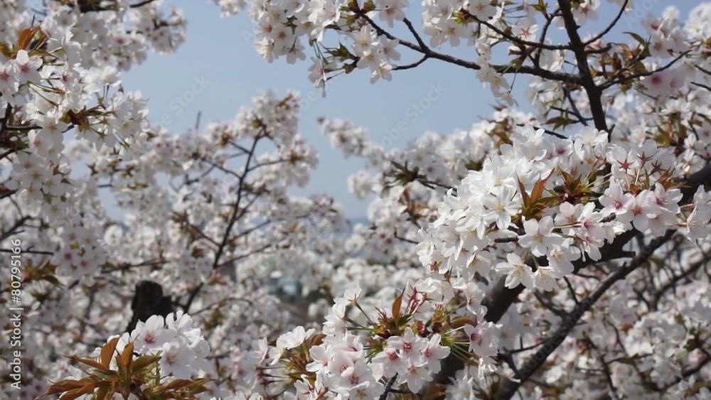 桜 桜