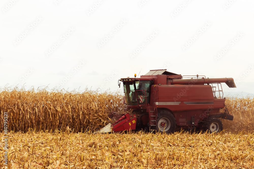 Naklejka premium Red harvester working on corn field