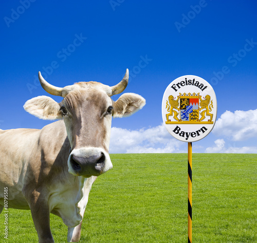 Kuh in Bayern