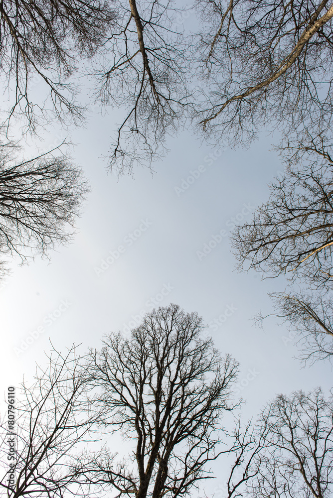 Fototapeta premium forest textured background