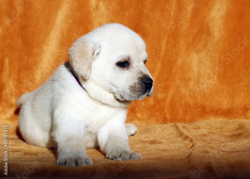 the yellow labrador puppy on orange background