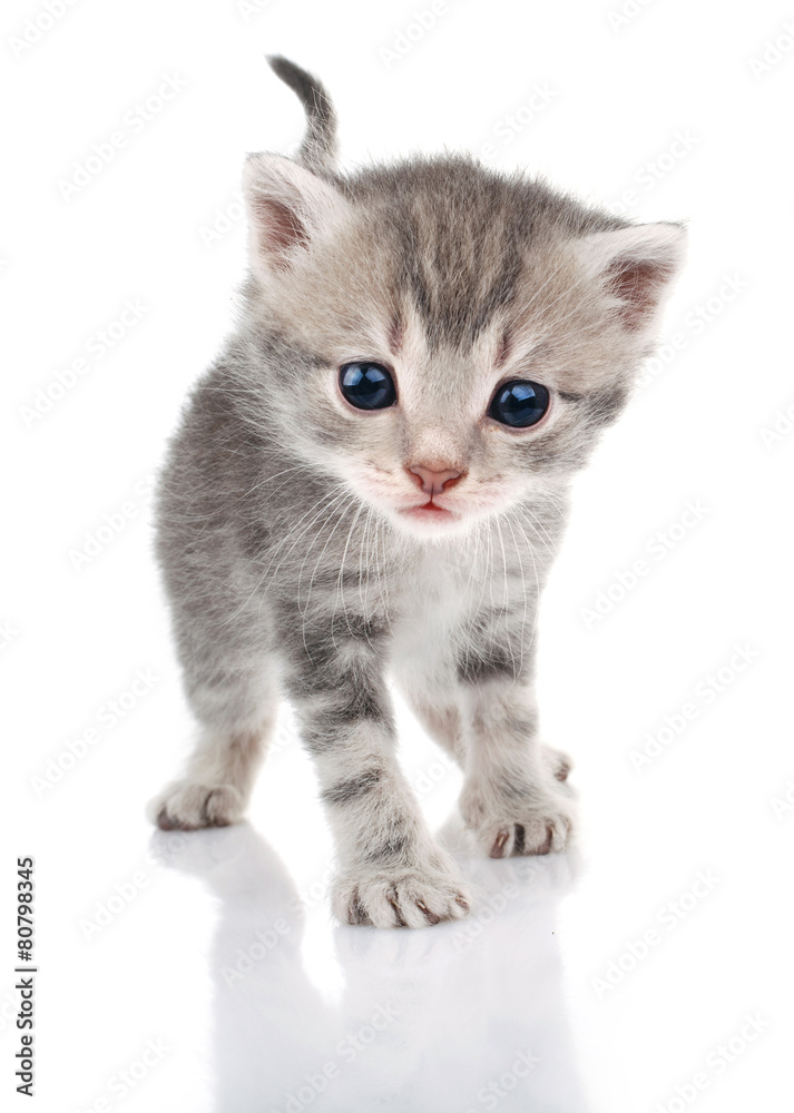 beautiful gray kitten