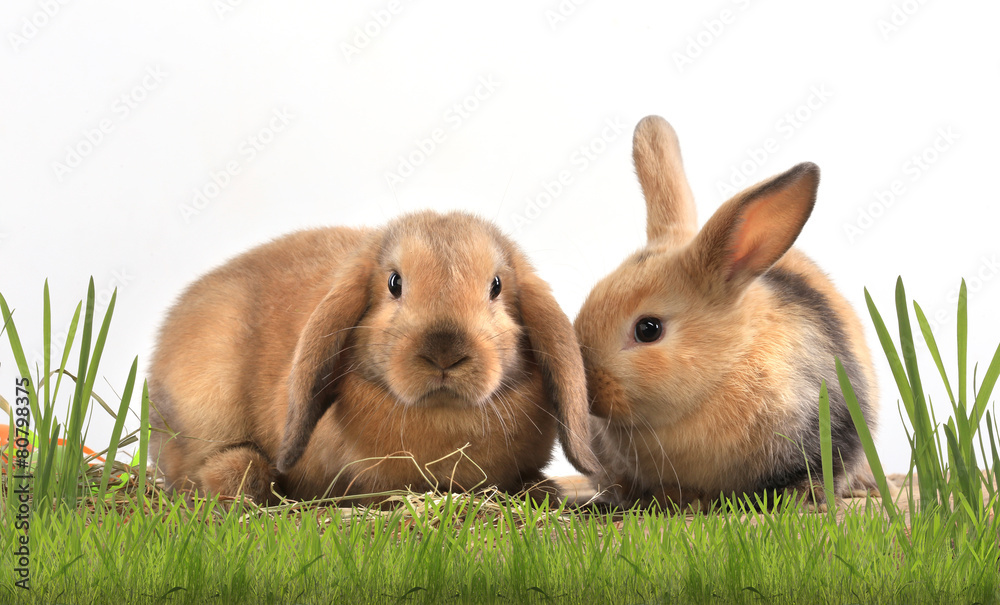 pair of rabbits