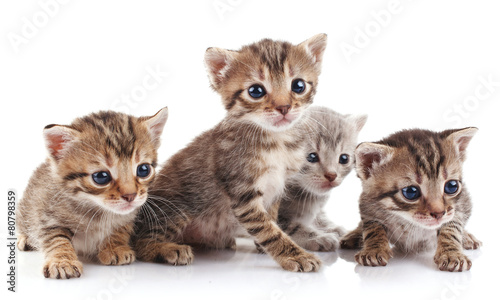 Photo beautiful  kittens
