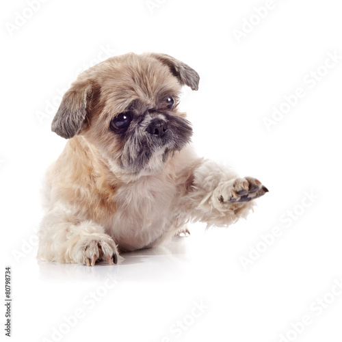 Decorative amusing small doggie of breed of a shih-tzu