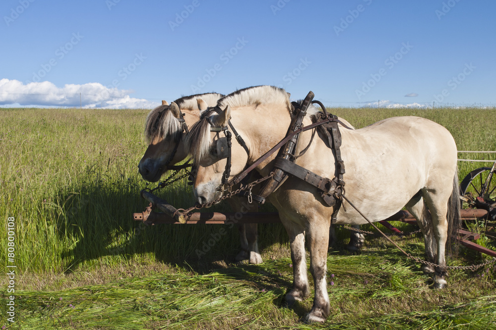 Working fjord horses Working fjord horses