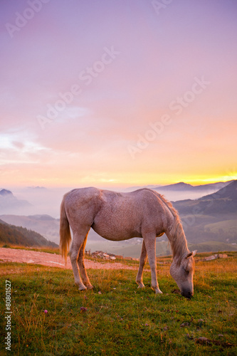 Horse Grazing the Grass at Sunrise in the Alps