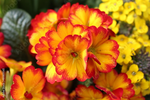 fire primrose